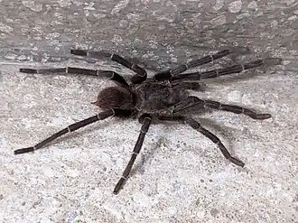 Crypsidromus multicuspidatus