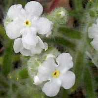Cryptantha intermedia