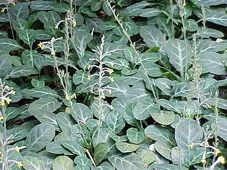 Cryptophragmium ceylanicum