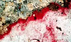 Cryptothecia rubrocincta (Arthoniaceae).