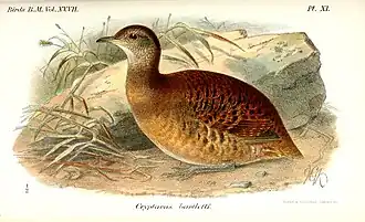 Ilustração de Keulemans, 1895