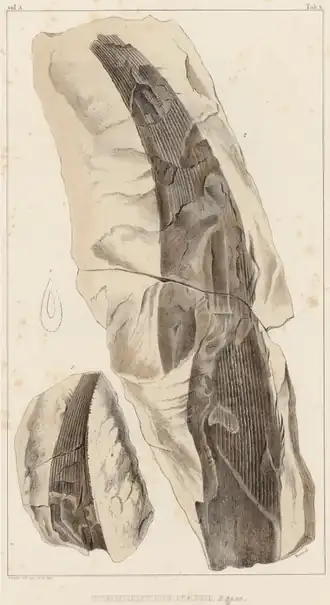 Espinho dorsal da espécie-tipo, C. major, conforme ilustrado por Louis Agassiz