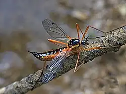 Ctenophora pectinicornis (fêmea).