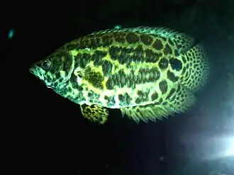 Ctenopoma leopardo Ctenopoma acutirostre