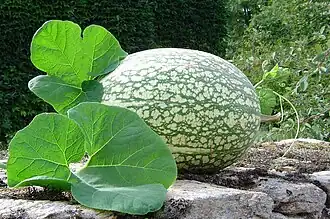 Cucurbita ficifolia