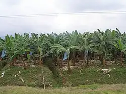 Banana no Equador. O país é o maior exportador de bananas do mundo. A América do Sul produz perto de 20% da banana mundial