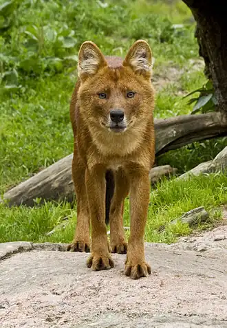 Dhole chinês (Cuon alpinus alpinus)