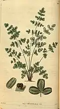 Ilustração do Curtis's Botanical Magazine (ilustração 3055) mostrando Argyrochosma nivea var. tenera.