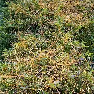Cuscuta racemosa
