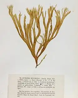 Cutleria multifida.