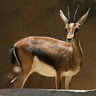 Gazela-de-cuvier no Zoológico de San Diego, nos Estados Unidos