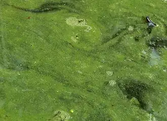 Cianobactérias em uma lagoa.