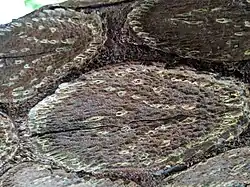 Cicatrizes das frondes (tronco horizontal)