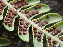 Fronde de folha fértil