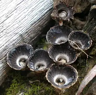 As plicações internas fracas ajudam a distinguir a Cyathus helenae da similar C. striatus