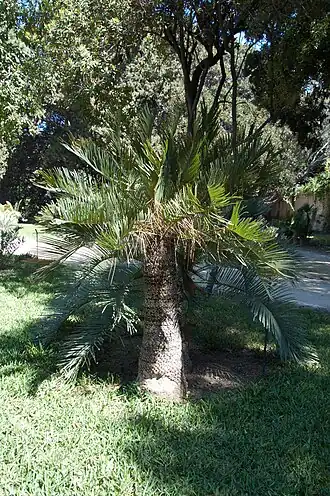 Cycas ophiolitica Jardim botânico de Palermo