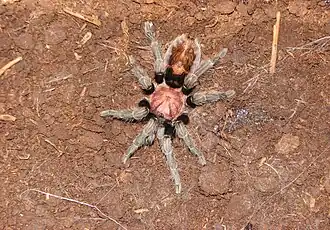 Cyclosternum fasciatum, fêmea