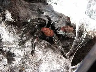 Cyclosternum fasciatum, fêmea