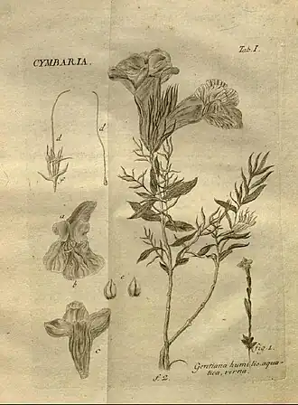 Cymbaria L.