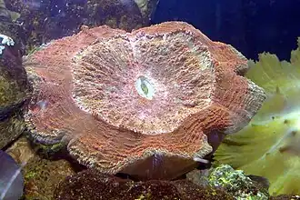 Cynarina deshayesiana