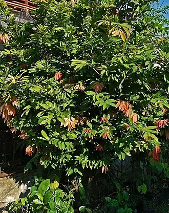 Cynometra cauliflora