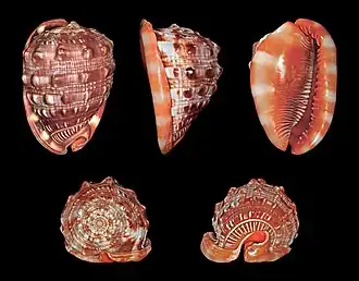 Cinco vistas da concha de Cypraecassis rufa (Linnaeus, 1758); espécie do Indo-Pacífico até África Oriental.[2]