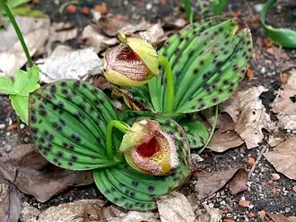 Cypripedium fargesii