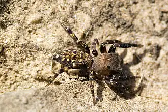 Cyrba algerina&nbsp;[en]