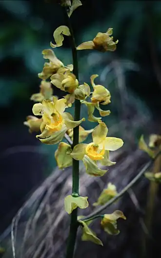 Cyrtopodium andersonii