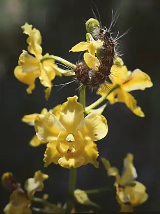 Cyrtopodium cristatum