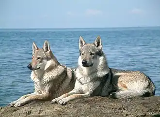 Um casal de cães lobos.
