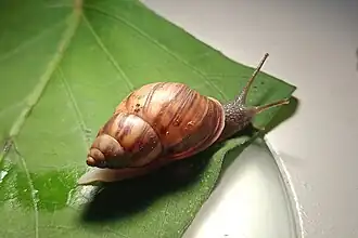 Espécime vivo de Drymaeus magus