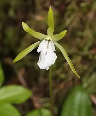Dactylostalix ringens