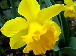 Narcissus, a flor nacional do País de Gales