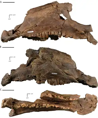 Parte frontal do crânio holótipo
