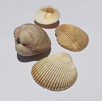 Conchas de D. muricata, coletadas em Ubatuba, região sudeste do Brasil, em 25 de abril de 2000.