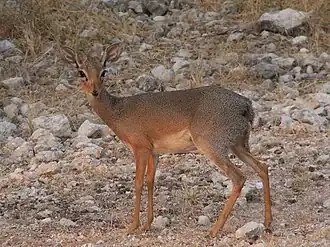 Dik-dik-de-damara (Madoqua damarensis) no Parque Nacional Etosha, na Namíbia