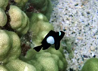 Cardume de adultos (em cima) e exemplar jovem (em baixo)