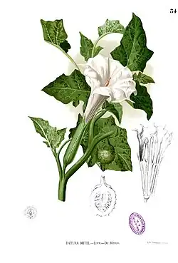Datura metel.