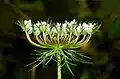 Umbela composto de uma cenoura silvestre, Daucus carota (Apiaceae)