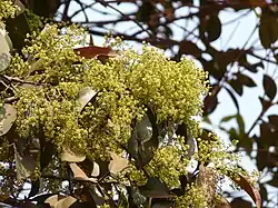 Inflorescência de Arnicratea grahamii.