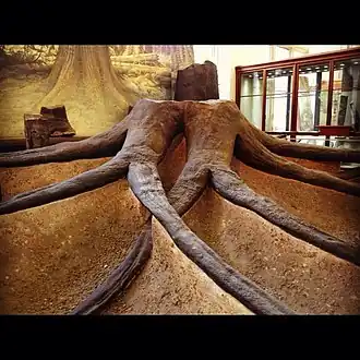 Fóssil de Stigmaria