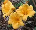 Hemerocallis "Stella de Oro"