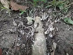 Coprinellus disseminatus mortos