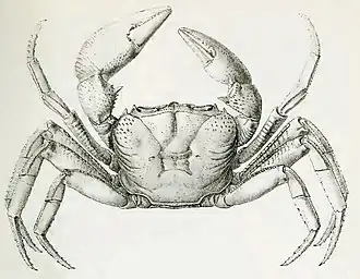 Desenho da vista dorsal de Seychellum alluaudi