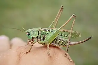 Fêmea adulta em forma verde