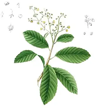 Tetracera sarmentosa