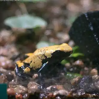 Dendrobates galactonotus