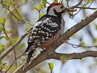 Pica-pau-de-dorso-branco