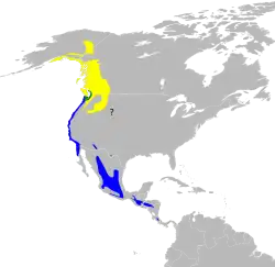 Área de distribuição de S. townsendi &nbsp;&nbsp;&nbsp;&nbsp;&nbsp;Área de reprodução&nbsp;&nbsp;&nbsp;&nbsp;&nbsp;Área durante todo o ano&nbsp;&nbsp;&nbsp;&nbsp;&nbsp;Área de invernada